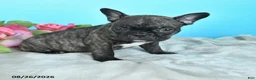 French Bulldog dogs for sale: Rosco  - Ad 1