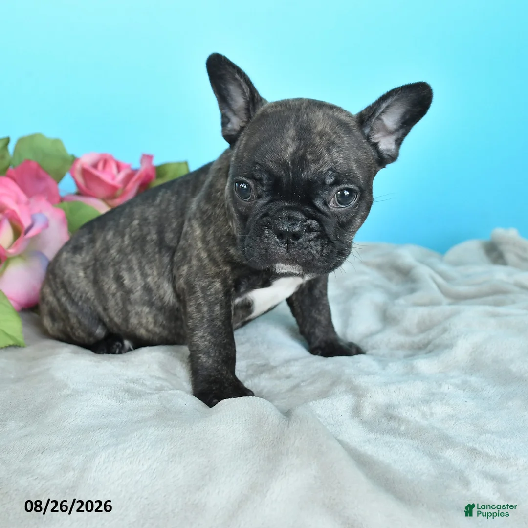 French Bulldog dogs for sale: Rosco  - Ad 1