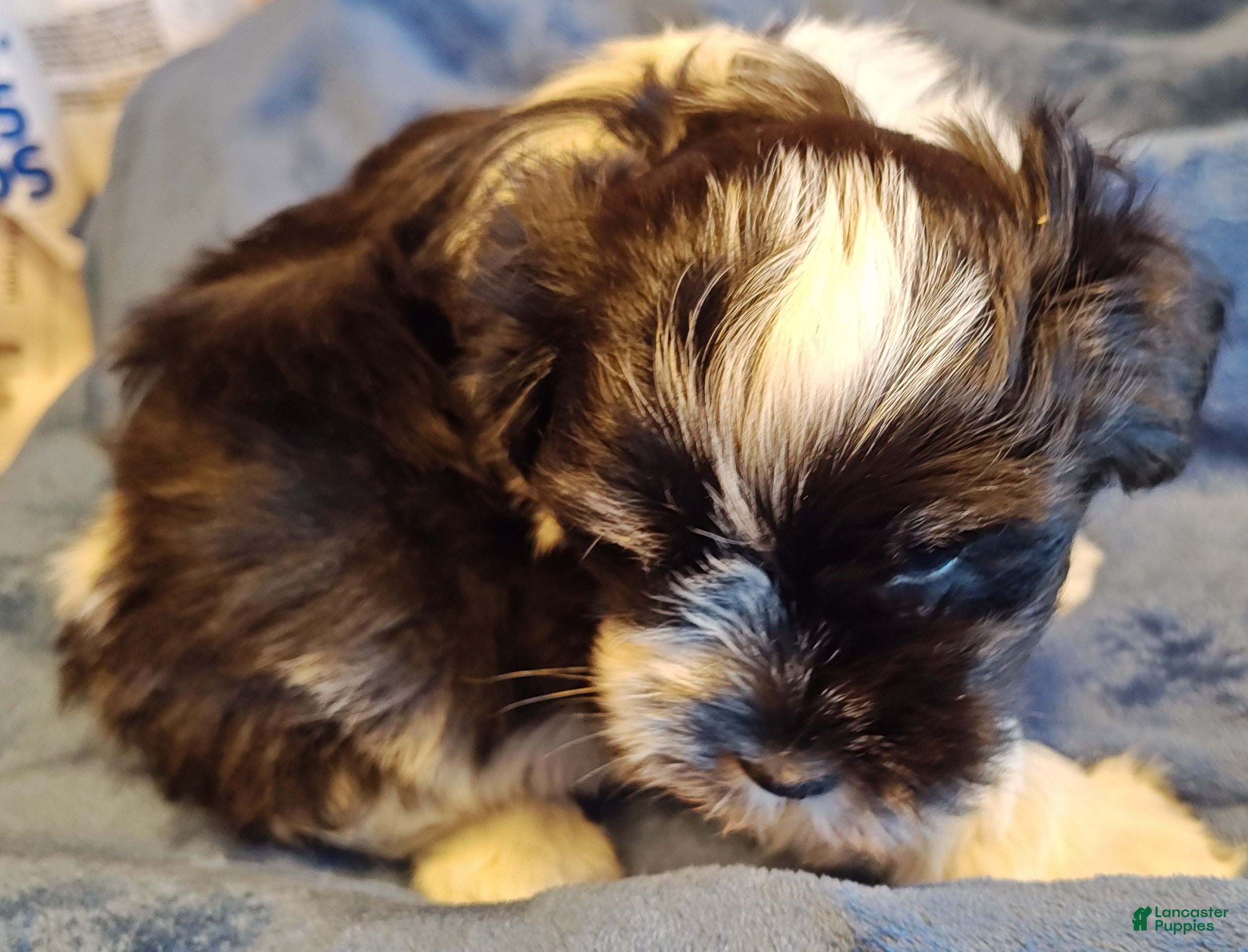 Miniature Schnauzer dogs Miniature Schnauzer Boy 2 - Ad 20