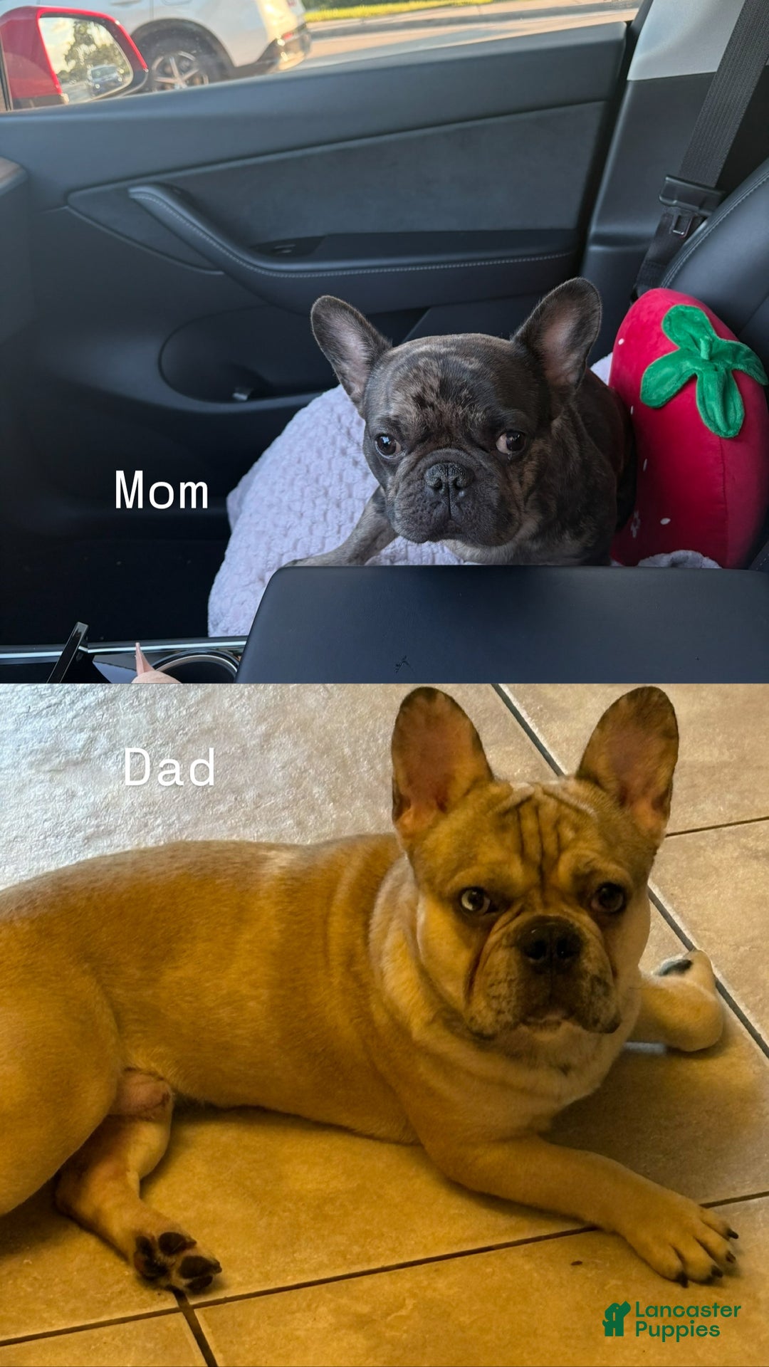 French Bulldog dogs for sale: French Bulldog Puppy 2 - Ad 8