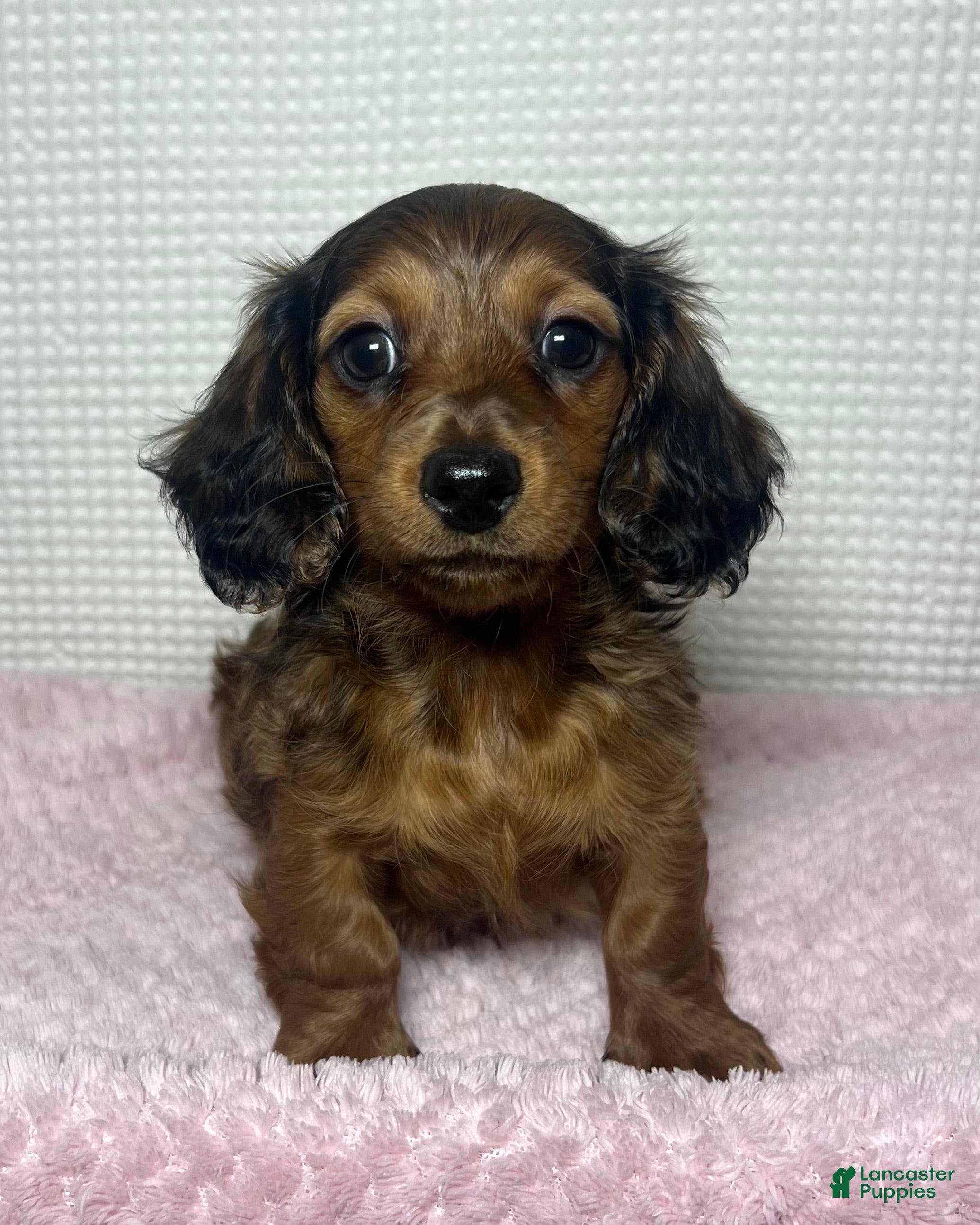Miniature Dachshund dogs Theo  - Ad 1