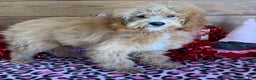 Mini Goldendoodle dogs for sale: Tator - Ad 4