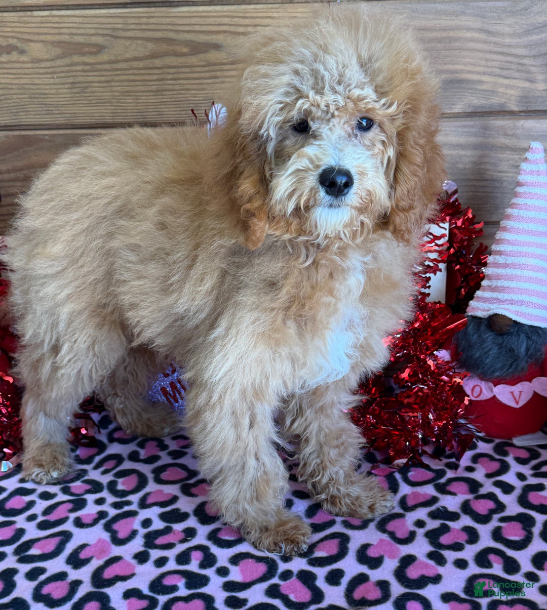 Mini Goldendoodle dogs for sale: Tator - Ad 4