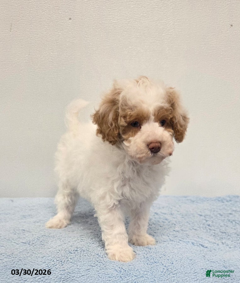 Mini Goldendoodle dogs Cody - Ad 2