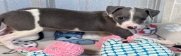 Italian Greyhound dogs for sale: Bo Peep - Ad 3