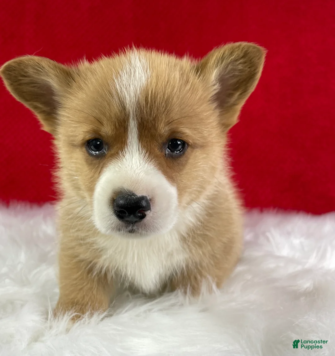 Welsh Corgi Pembroke dogs for sale: Finn - Ad 1