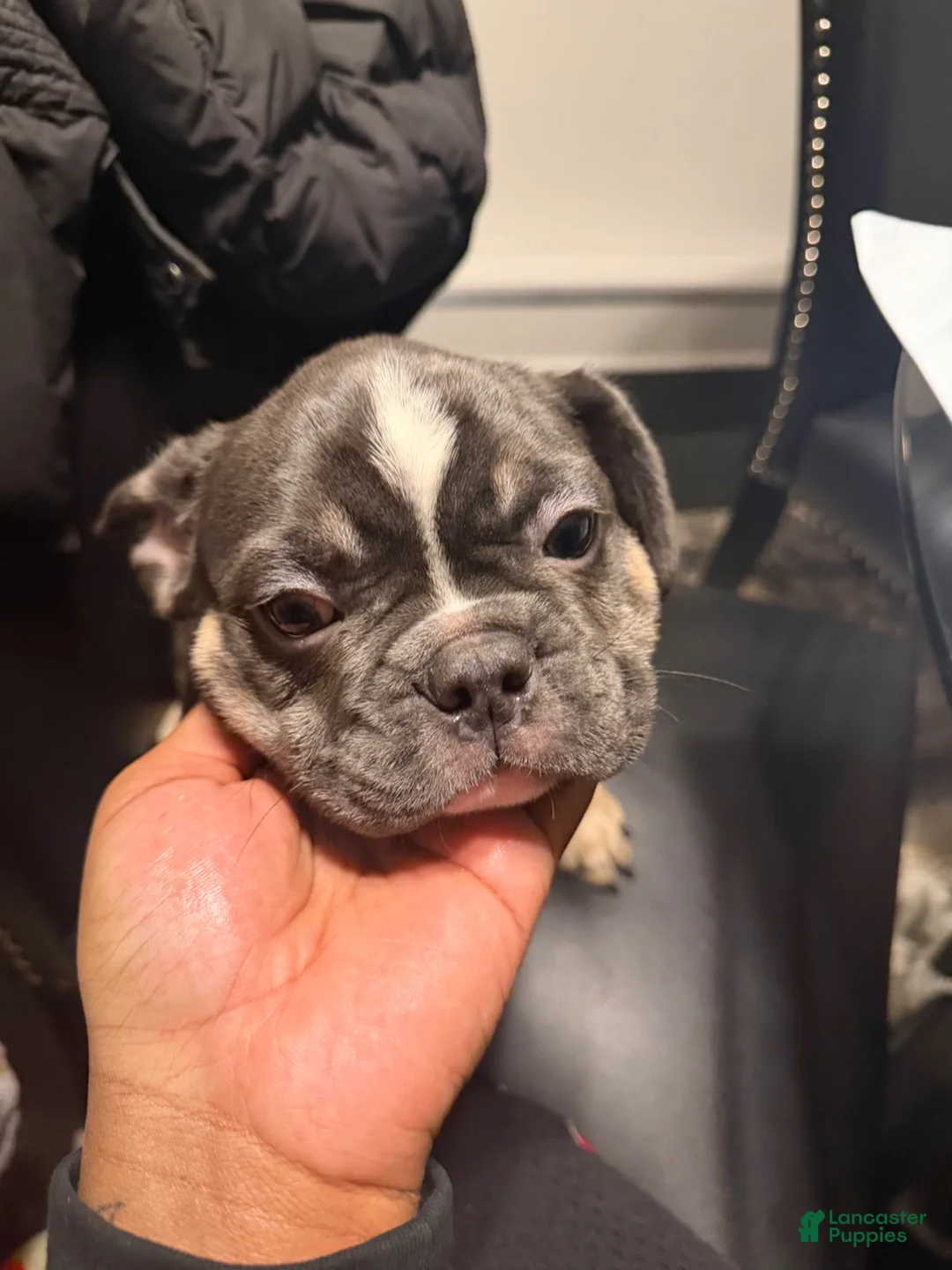 French Bulldog dogs for sale: French Bulldog Puppy 2 - Ad 3