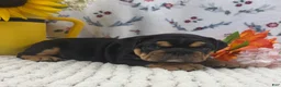 English Bulldog dogs for sale: Timber - Ad 5