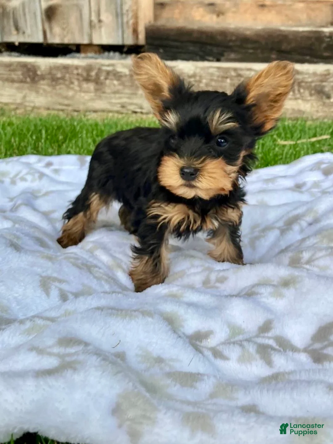 Yorkshire Terrier dogs for sale: Max - Ad 8