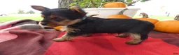 Yorkshire Terrier dogs for sale: Yorkshire Terrier 2 Monroe - Ad 3
