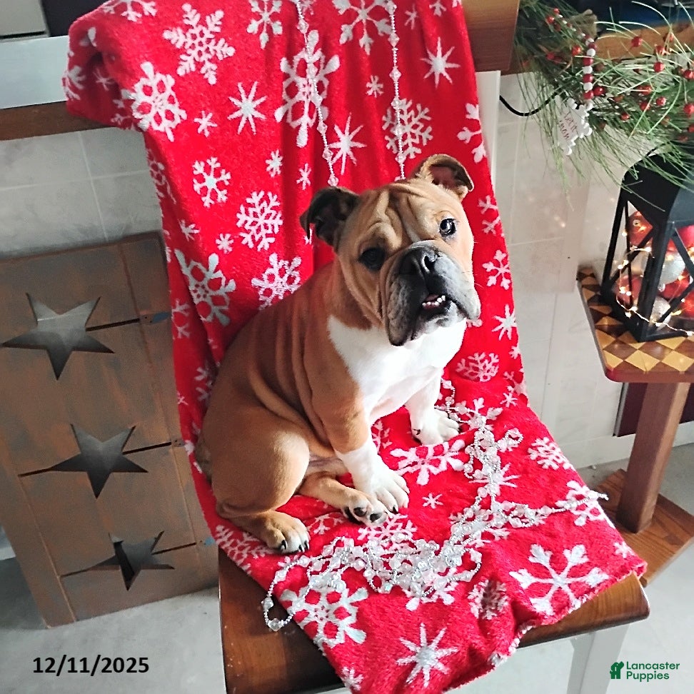 English Bulldog dogs Reagan - Ad 41