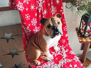 English Bulldog dogs Reagan - Ad 5