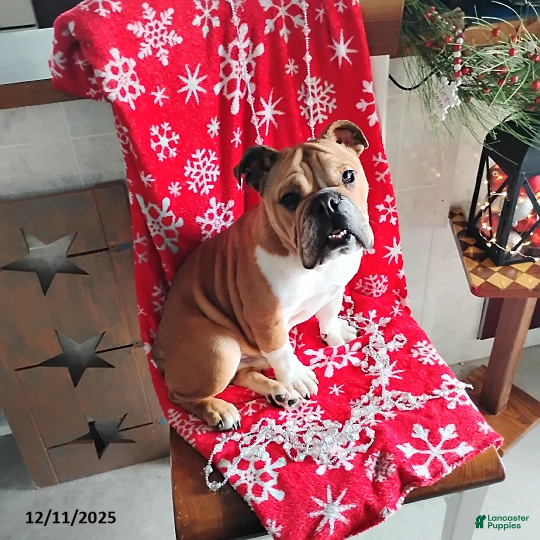 English Bulldog dogs for sale: Reagan - Ad 1