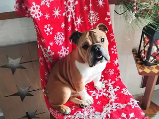 English Bulldog dogs Reagan - Ad 32