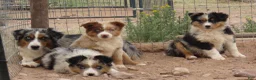 Australian Shepherd dogs for sale: Red merle male with one blue eye - Ad 20