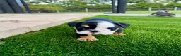 English Bulldog dogs for sale: Madam Linda Lou of Bulldogs Inc. - Ad 3