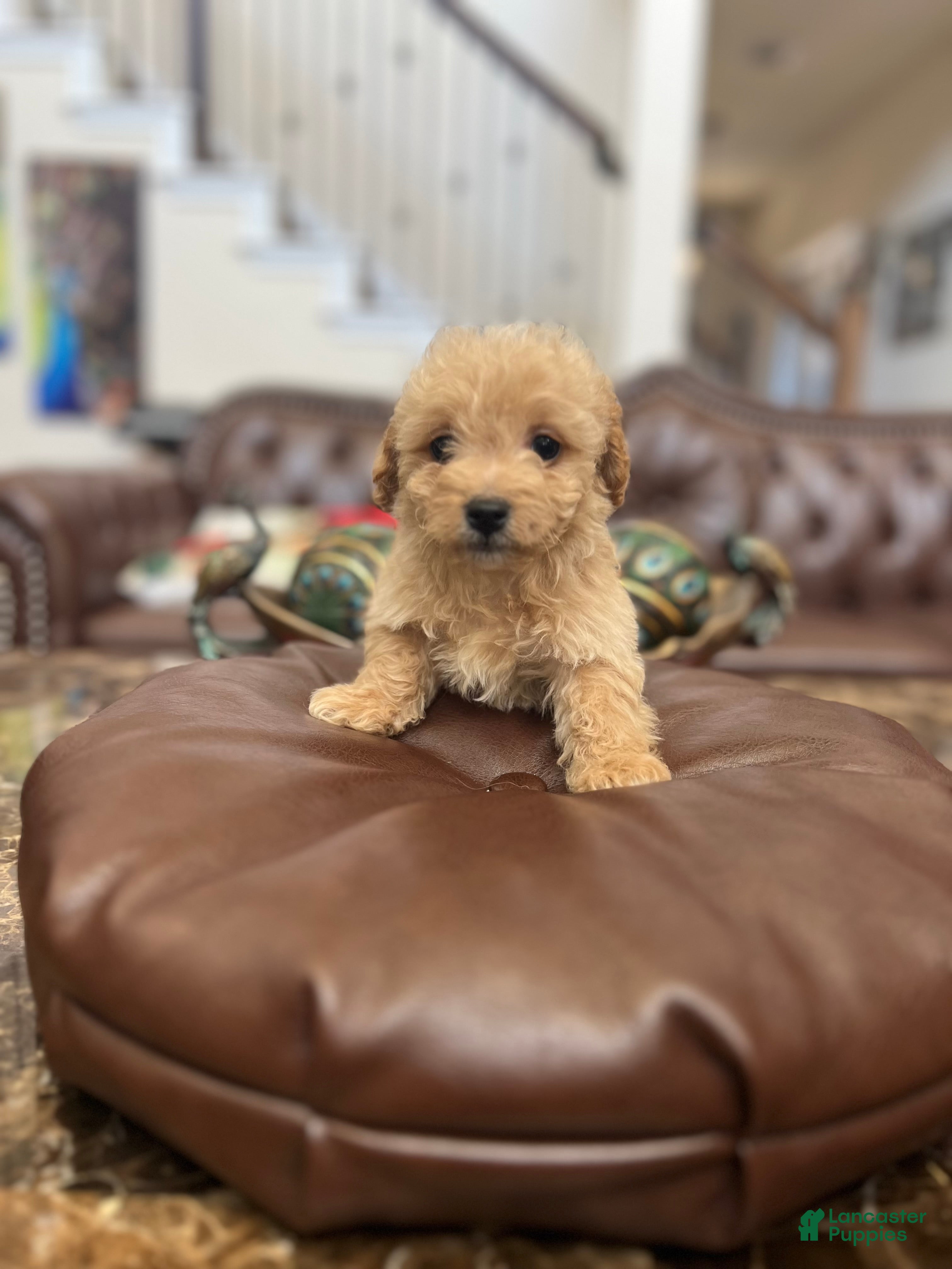 Maltipoo dogs Kiwi - Ad 9
