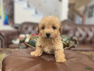 Maltipoo dogs Kiwi - Ad 9