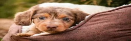 Miniature Dachshund dogs for sale: Simba - Ad 3