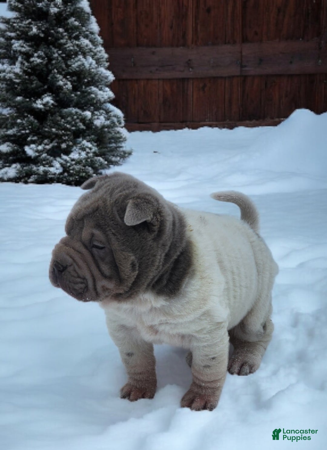 Shar Pei dogs for sale: Lilly lilac flower mini  - Ad 17