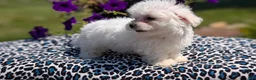 Maltese dogs for sale: Talia - Ad 5