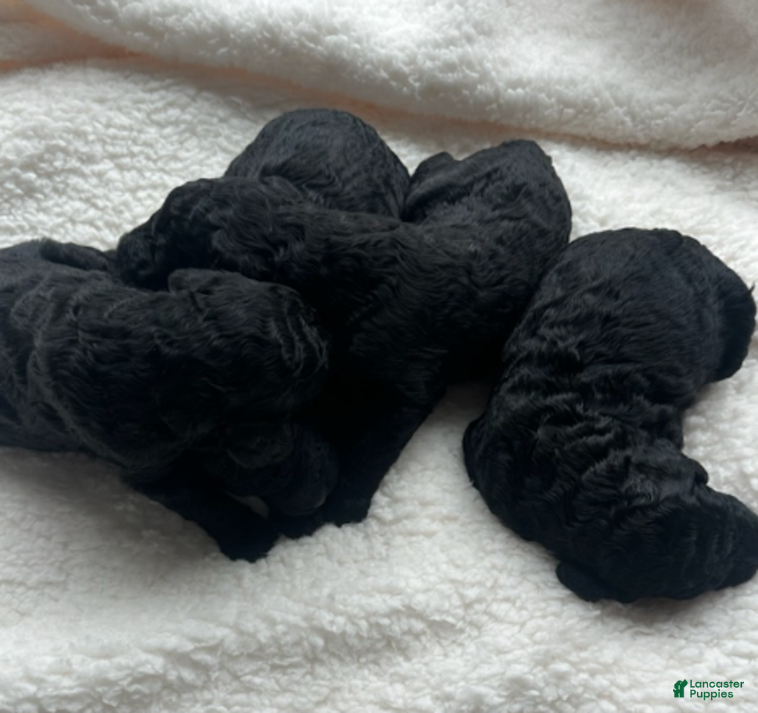 Standard Poodle dogs for sale: November - Ad 1