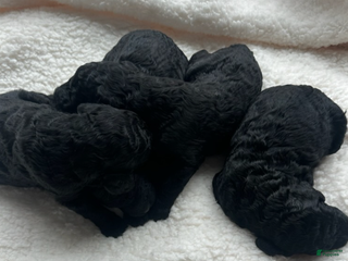 Standard Poodle dogs November - Ad 40