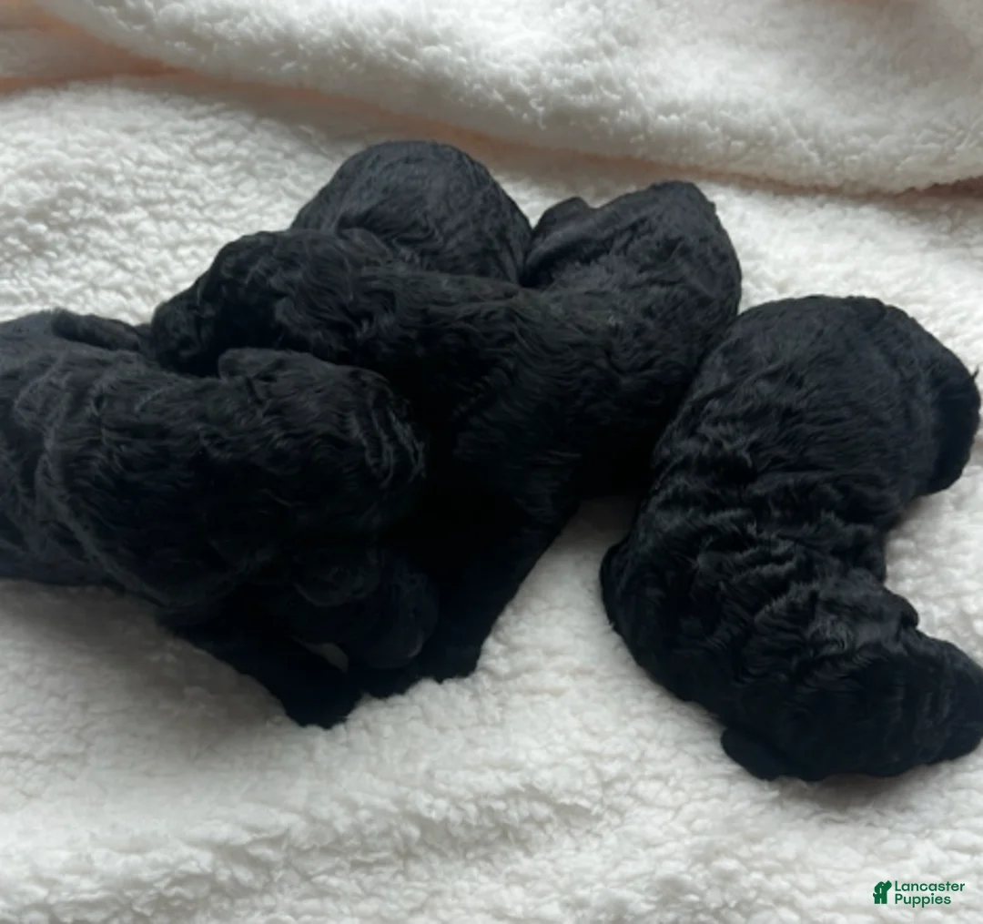 Standard Poodle dogs for sale: November - Ad 1