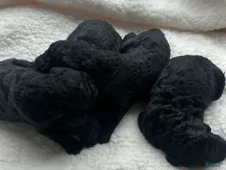 Standard Poodle dogs November - Ad 27