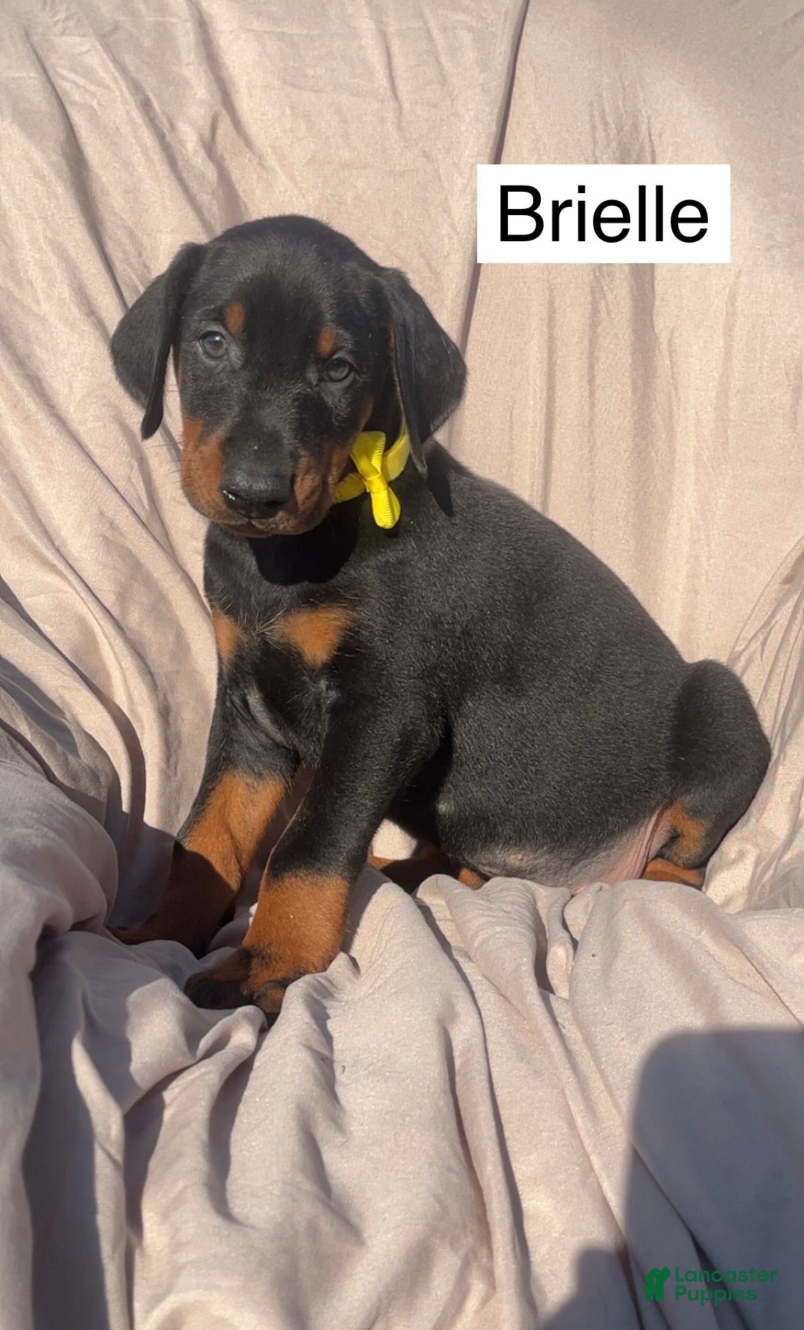 Doberman Pinscher dogs Brielle - Ad 1
