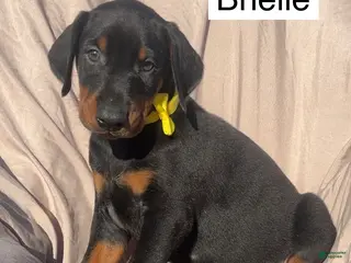 Doberman Pinscher dogs for sale: Brielle - Ad 3