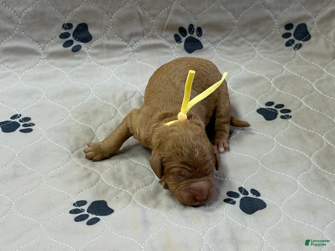 Goldendoodle dogs for sale: Yellow - Goldendoodle Puppy 7 - Ad 3