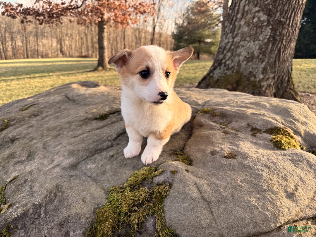 Welsh Corgi Pembroke dogs for sale: Tucker - Ad 14