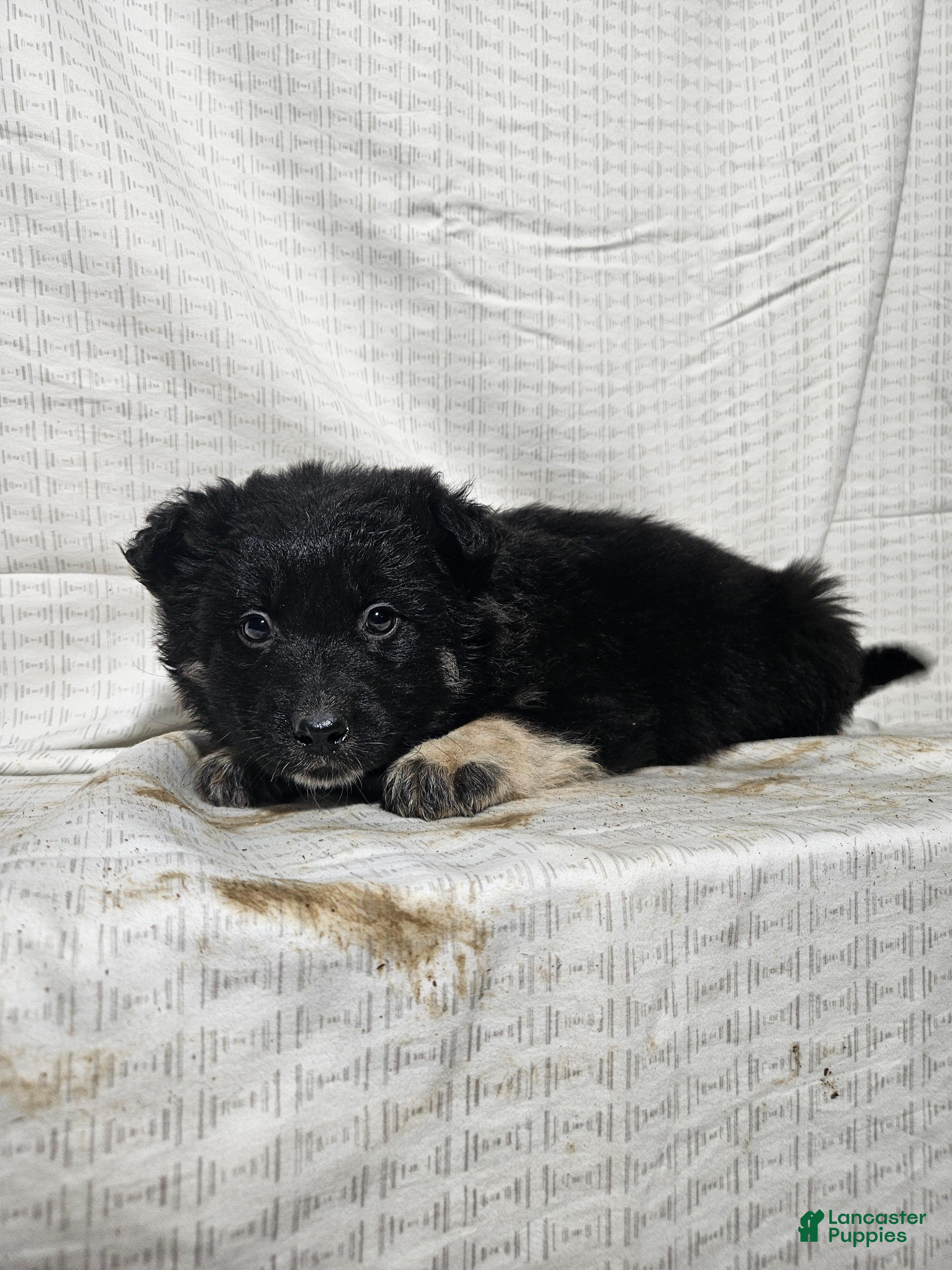 Mixed Breed dogs Carl - Ad 23