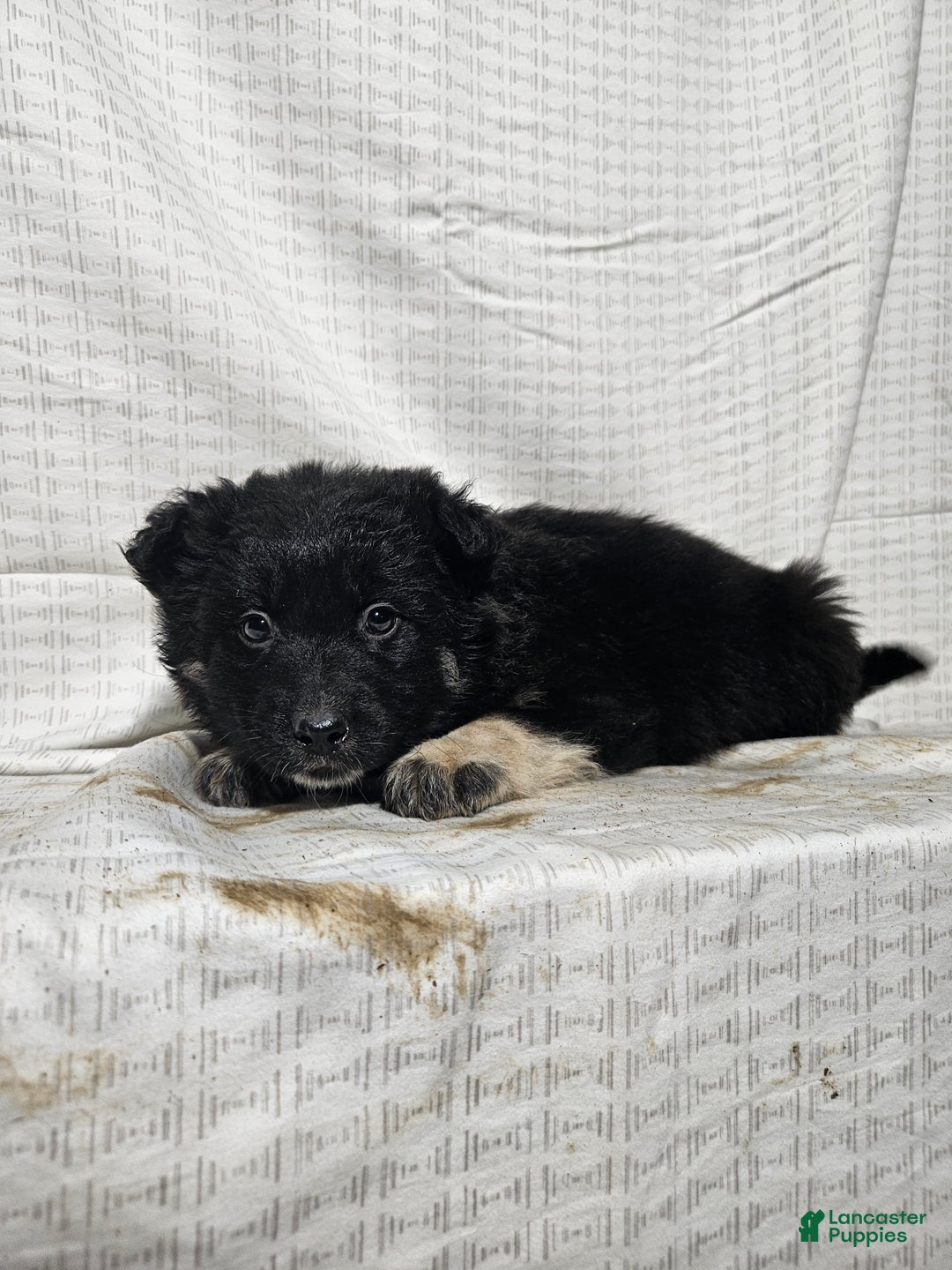 Mixed Breed dogs for sale: Carl - Ad 1