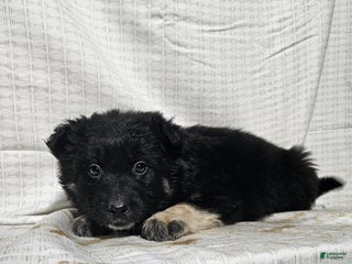 Mixed Breed dogs Carl - Ad 17