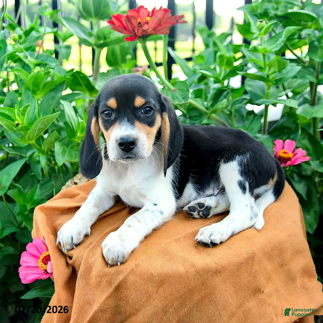 Beagle dogs for sale: Hank - Ad 5