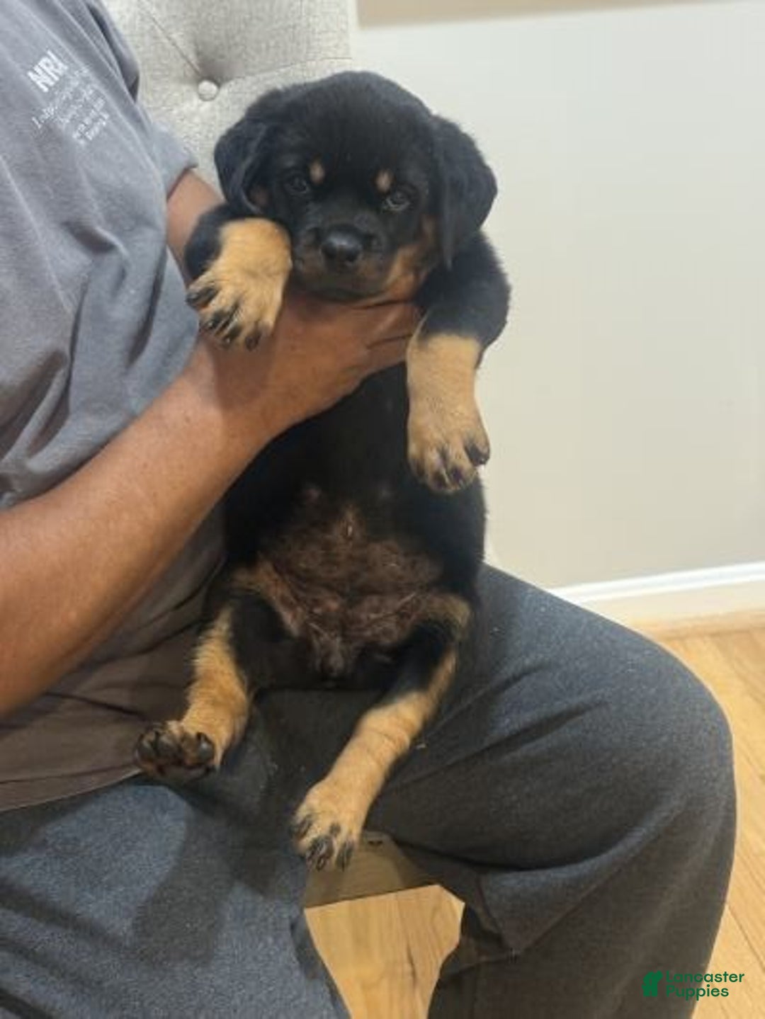 Rottweiler dogs for sale: Rottweiler Puppy 6 - Ad 8
