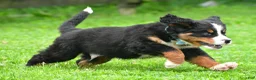 Bernese Mountain Dog dogs for sale: Ned - Ad 6