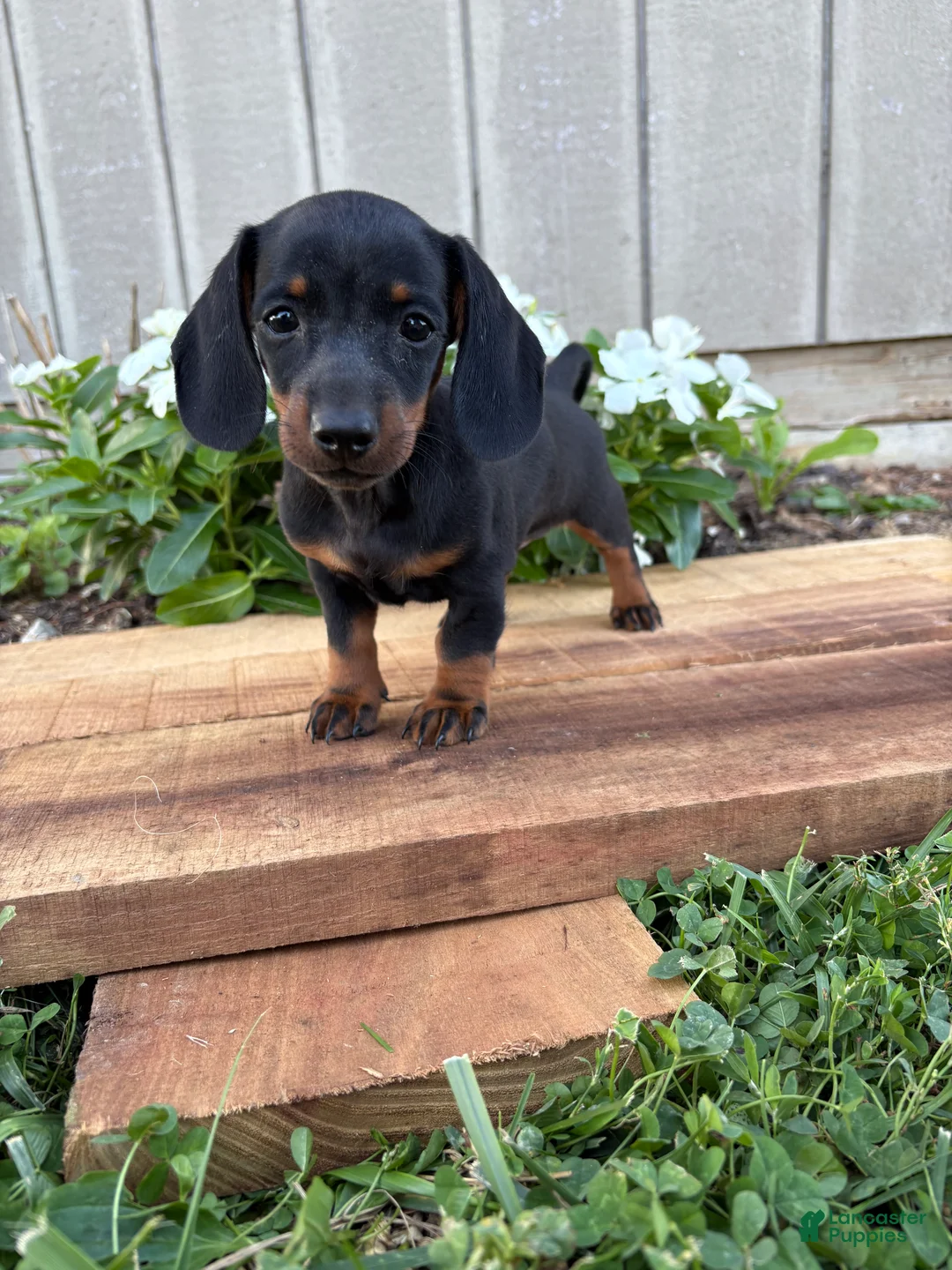 Miniature Dachshund dogs for sale: Coffee - Ad 1