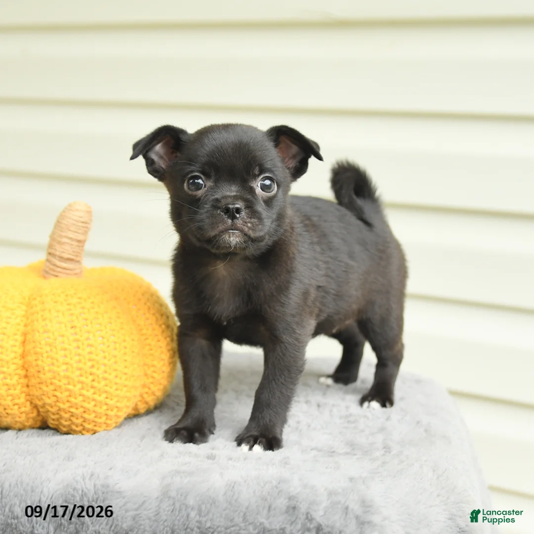 Mixed Breed dogs for sale: Stella - Ad 1