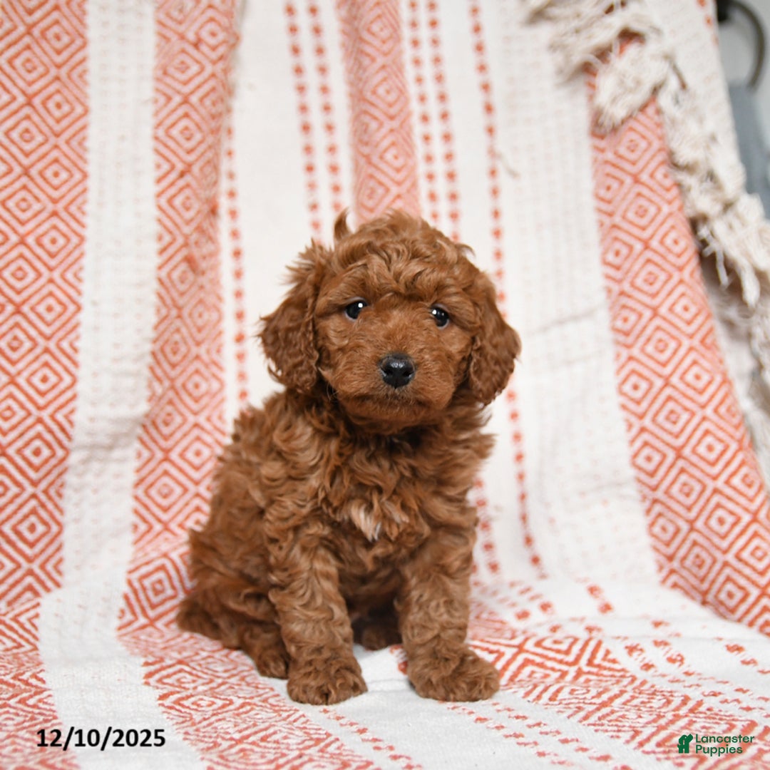 Mini Goldendoodle dogs for sale: Kujo - Ad 1