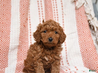 Mini Goldendoodle dogs for sale: Kujo - Ad 2