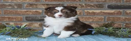 Miniature Australian Shepherd dogs for sale: Frances - Ad 4