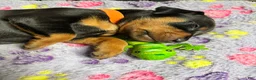 Miniature Pinscher dogs for sale: Miniature Pinscher 2 ( clementine ) - Ad 9