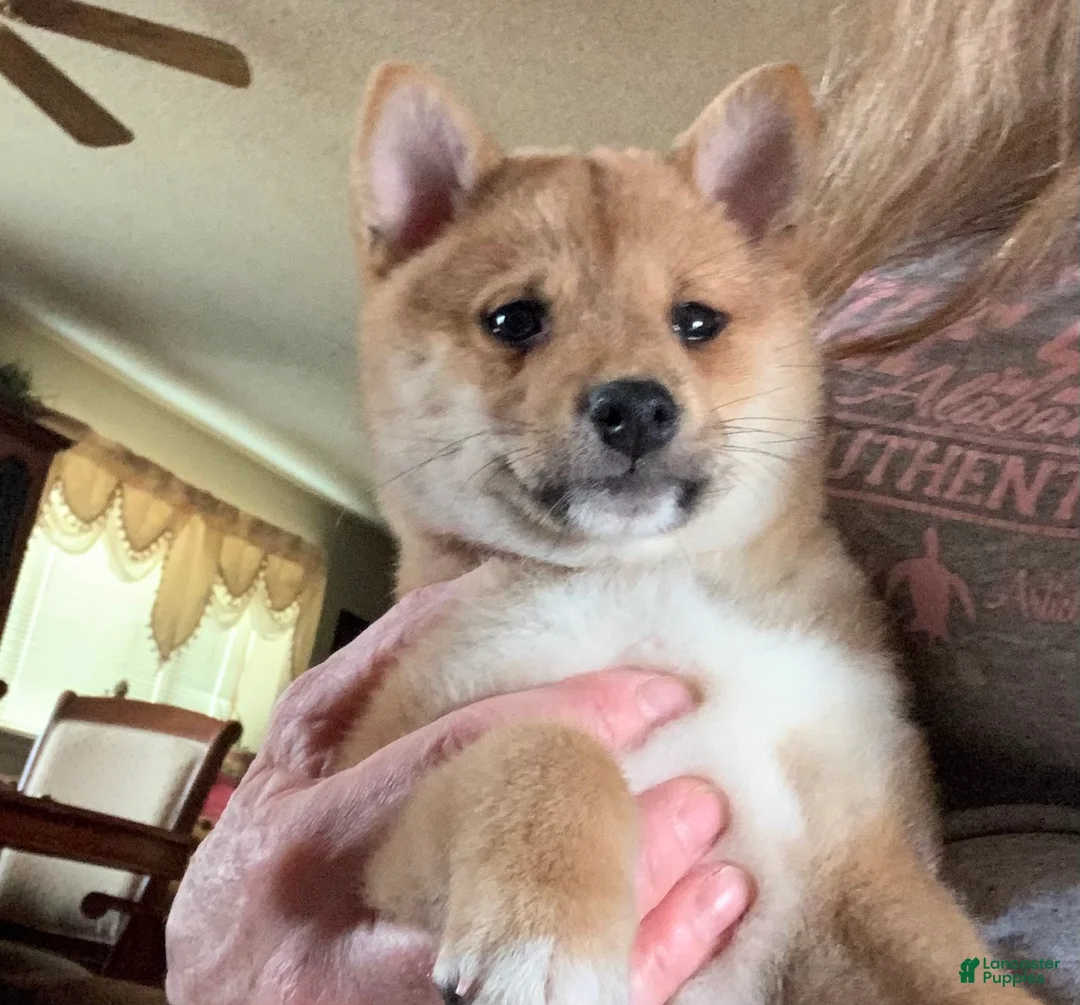 Gallery Image {{count}}