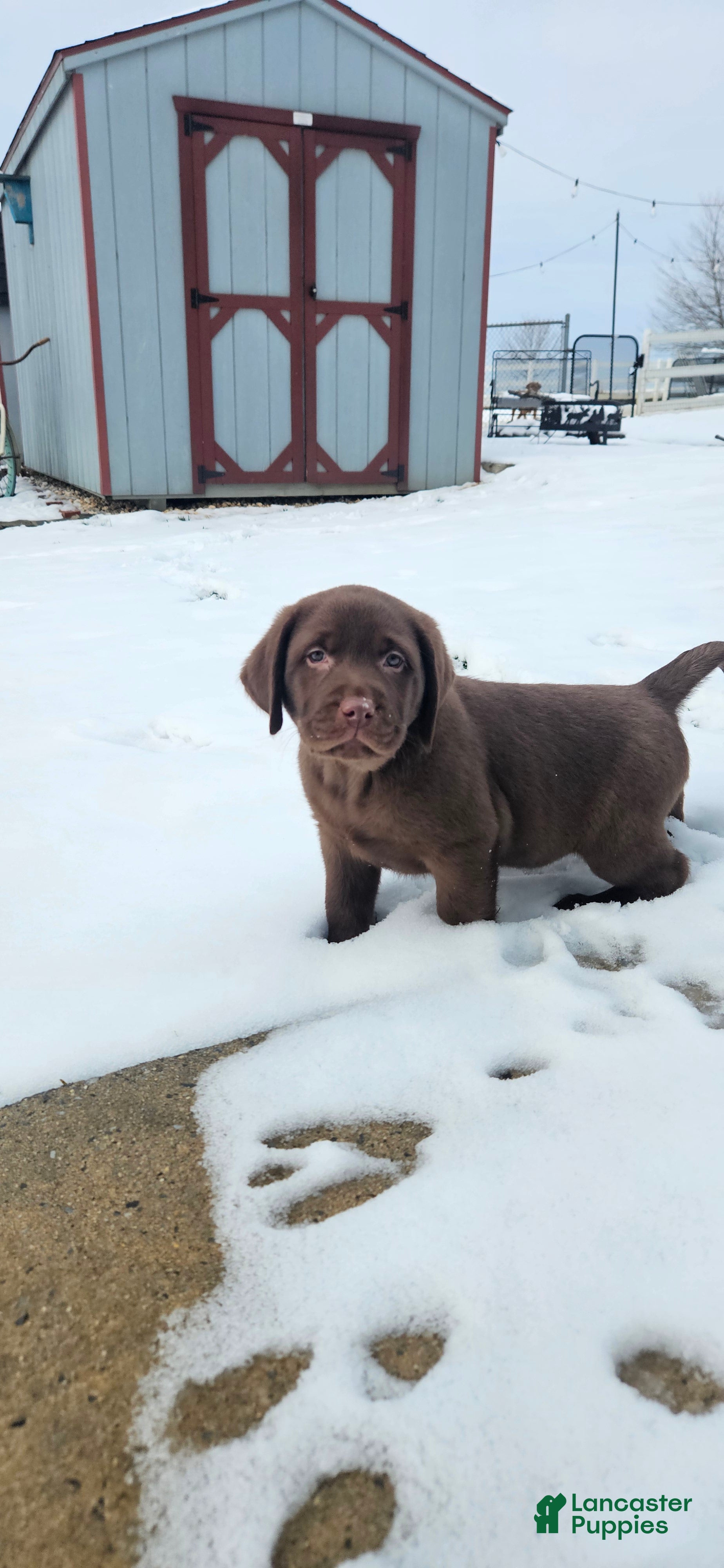 Labrador Retriever dogs Buddy - Ad 3