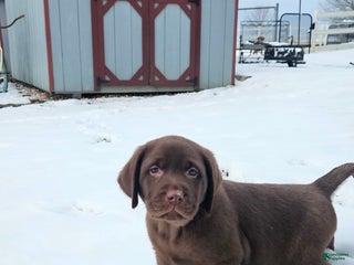 Labrador Retriever dogs Buddy - Ad 3