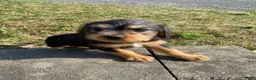 Mixed Breed dogs for sale: Teddy - Ad 10