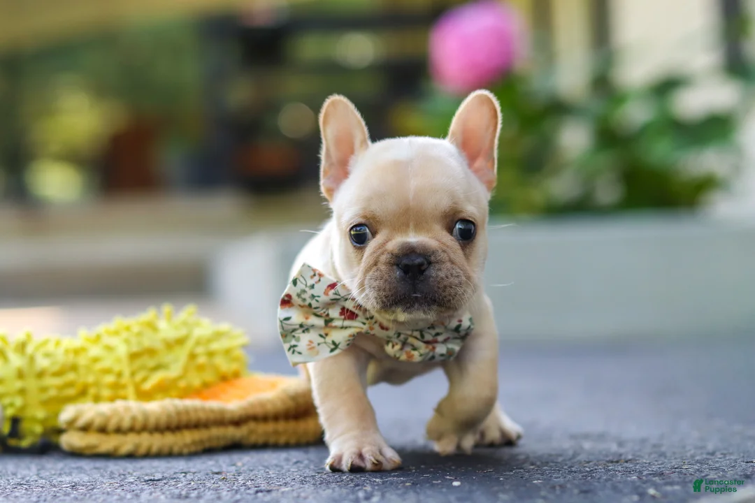 French Bulldog dogs for sale: Kyra - Ad 10